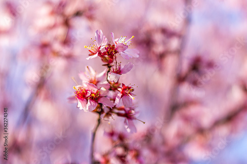 Pink cherry blossom sakura tree flower cluster macro closeup on branch in spring in northern Virginia with bokeh blurry background © Kristina Blokhin
