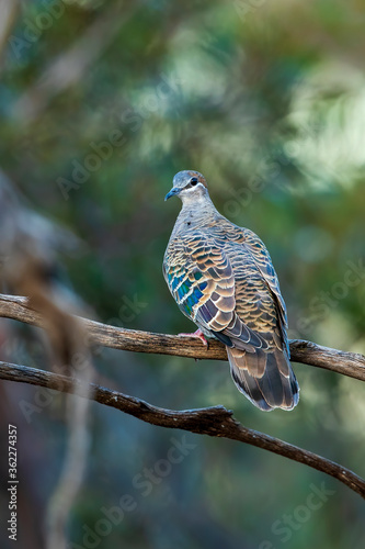 A Common Bronzewing (Phaps chalcoptera). A medium-sized, heavily built pigeon with a clear white line below and around the eye and patches of green, blue and red in the wing. photo