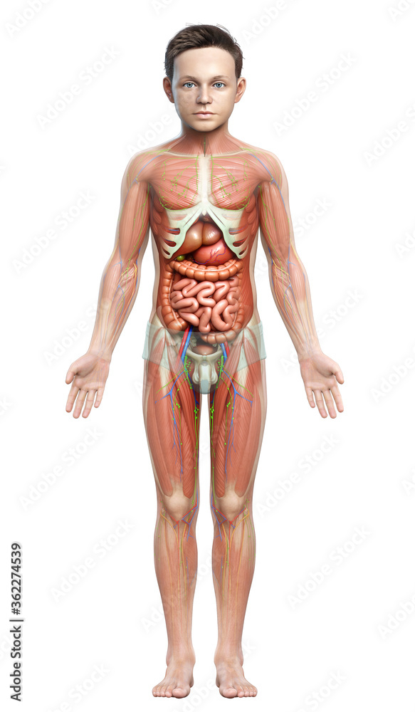 3d rendered medically accurate of the male anatomy 3d rendered medically accurate of the male anatomy