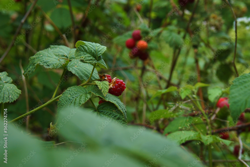 The garden has a rich harvest of raspberries. The garden has a rich harvest of raspberries.