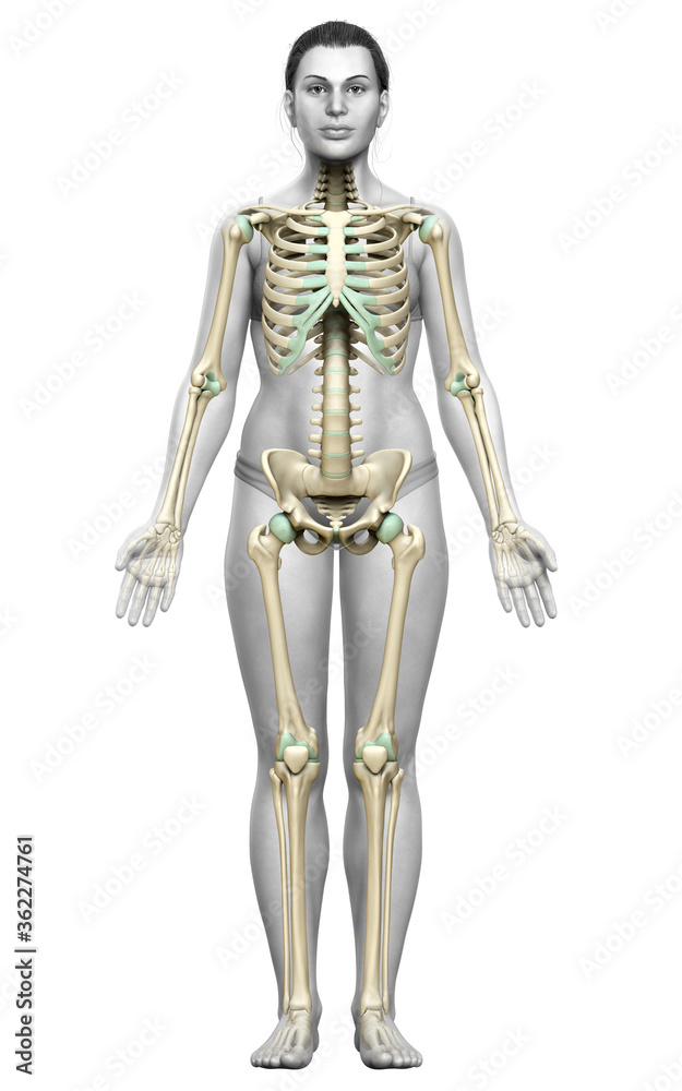 3d rendered, medically accurate illustration of a female skeleton system 3d rendered, medically accurate illustration of a female skeleton system