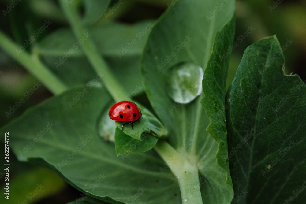 Seven spotted ladybug on a green leaf. Little bug with black spots and red shell. Macro, low key. Seven spotted ladybug on a green leaf. Little bug with black spots and red shell. Macro, low key.