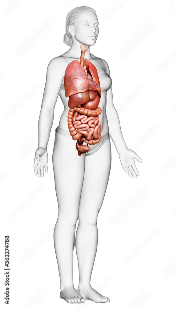 3d rendered medically accurate illustration of female Internal organs 3d rendered medically accurate illustration of female Internal organs