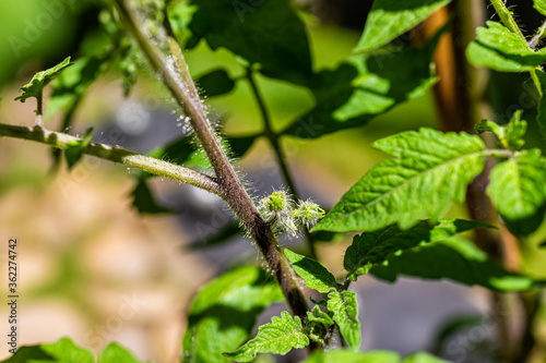 Macro closeup of small green unripe black tomato flower buds before blooming hanging growing on plant vine in garden