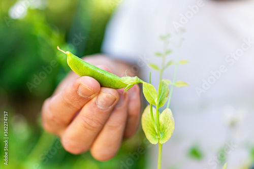 Closeup of green leaves and man hand holding sugar snap pea ripe harvest in spring springtime garden macro showing texture