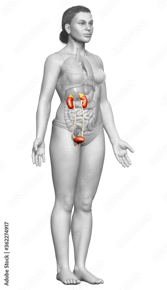 3d rendered, medically accurate illustration of female kidneys 3d rendered, medically accurate illustration of female kidneys