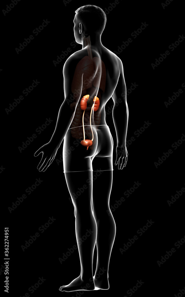 3d rendered, medically accurate illustration of the kidneys 3d rendered, medically accurate illustration of the kidneys