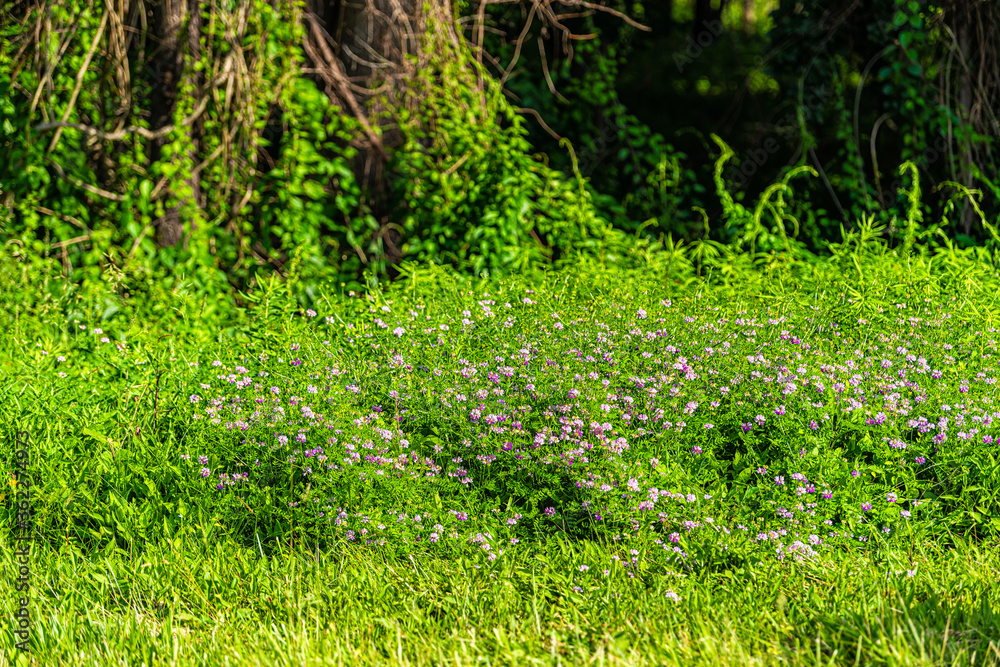 Pink vetch or clover wild wildflowers flowers in summer meadow in sunlight on sunny day in Virginia, USA Pink vetch or clover wild wildflowers flowers in summer meadow in sunlight on sunny day in Virginia, USA
