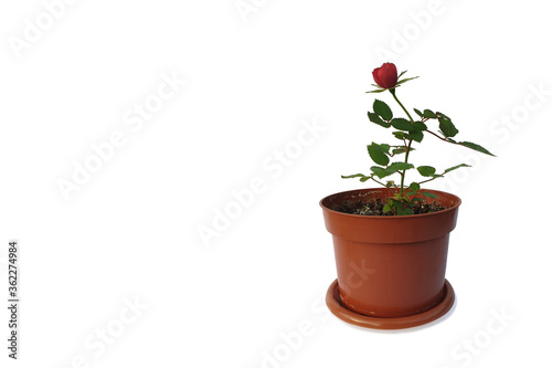 Single little potted rose isolated on white. Red rose in the flower pot. Lonely red rose grow in pot.