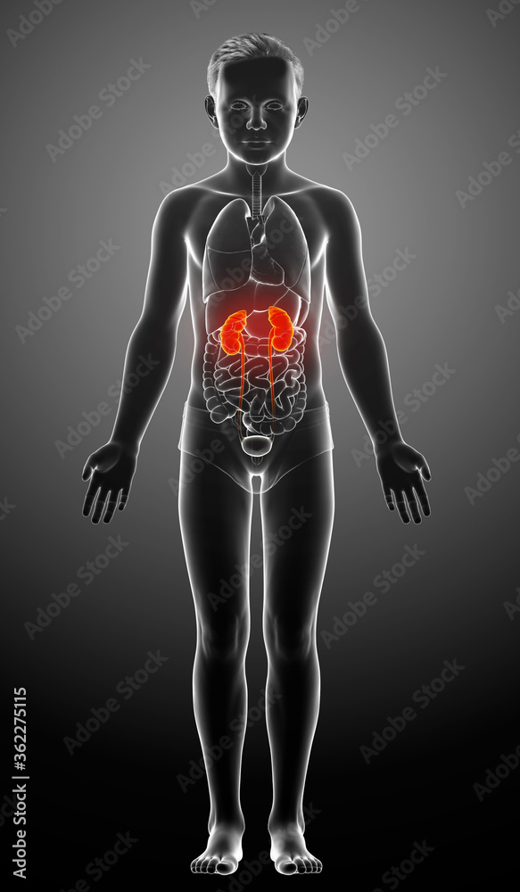 3d rendered, medically accurate illustration of the young boy highlighted kidneys and urinary system 3d rendered, medically accurate illustration of the young boy highlighted kidneys and urinary system