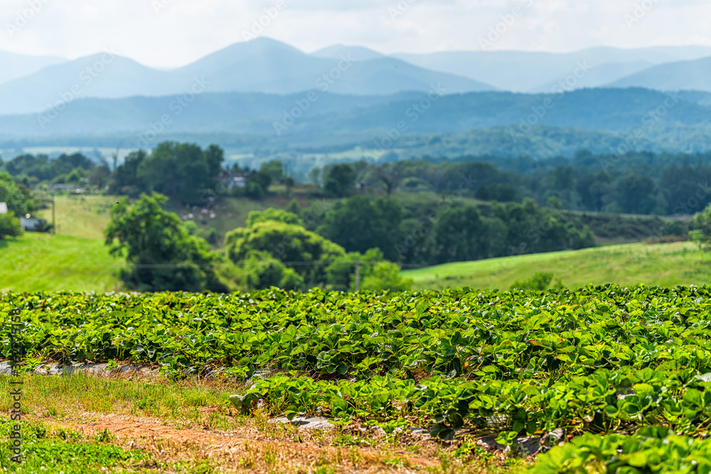 Roseland, Virginia near Blue Ridge parkway mountains in summer with idyllic rural landscape countryside in Nelson County and rows of strawberry plants on farm rolling hills
