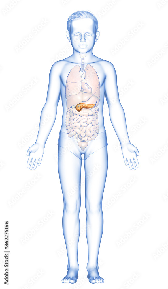 3d rendered, medically accurate illustration of a young girl pancreas