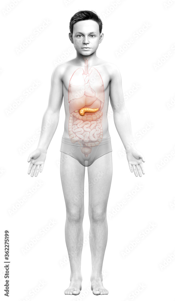 3d rendered, medically accurate illustration of a young girl pancreas 3d rendered, medically accurate illustration of a young girl pancreas