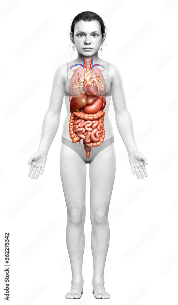 3d rendered medically accurate illustration of young girl Digestive System 3d rendered medically accurate illustration of young girl Digestive System