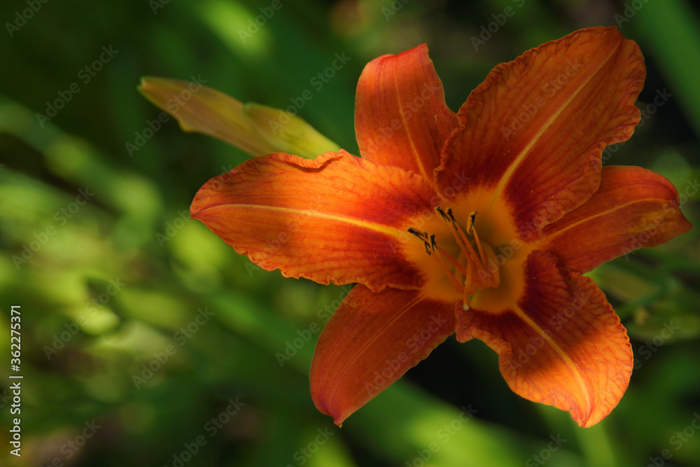 Bright flowers adorn the flower beds in the middle of summer. Bright flowers adorn the flower beds in the middle of summer.