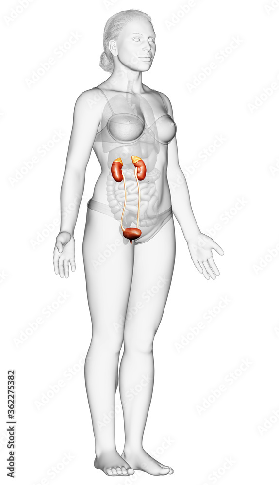 3d rendered, medically accurate illustration of female   kidneys