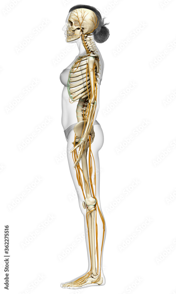 3d rendered medically accurate illustration ofa female nervous system and skeleton system 3d rendered medically accurate illustration ofa female nervous system and skeleton system