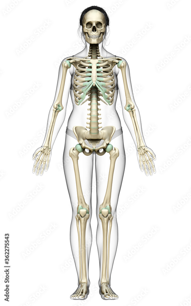 3d rendered, medically accurate illustration of a female skeleton system 3d rendered, medically accurate illustration of a female skeleton system