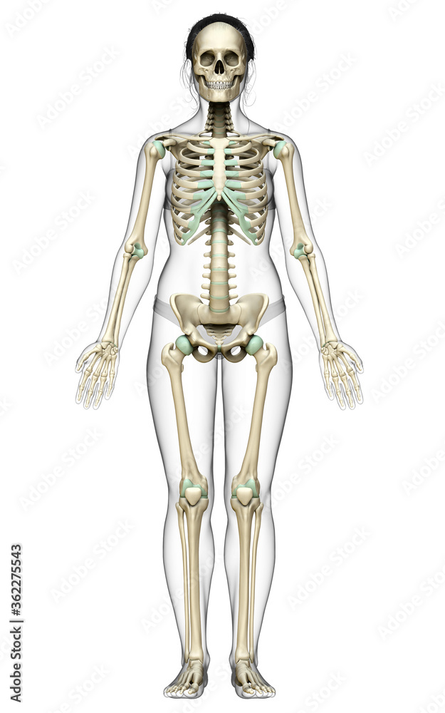 3d rendered, medically accurate illustration of a female skeleton system