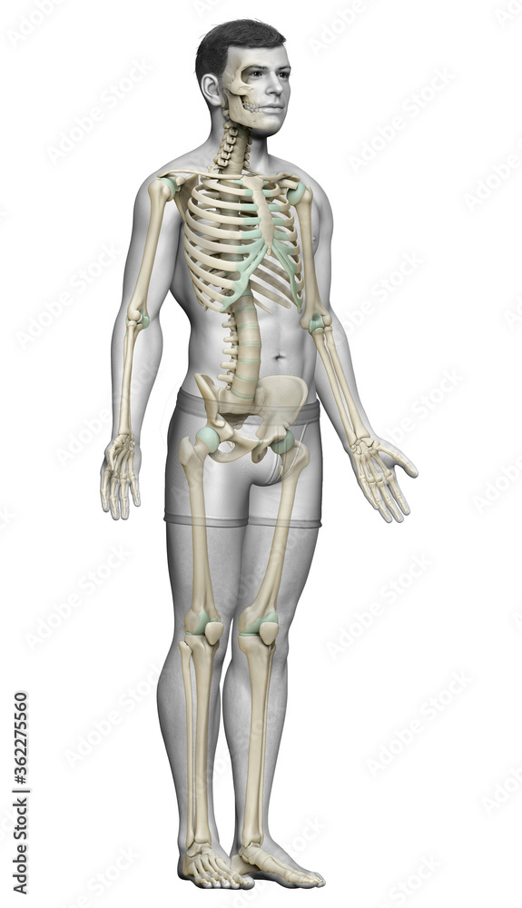 3d rendered, medically accurate illustration of a male skeleton system 3d rendered, medically accurate illustration of a male skeleton system