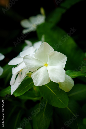 white flower