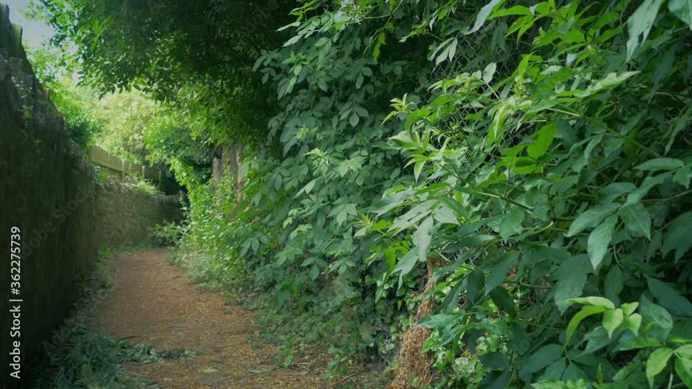 Foot Path With Many Plants Growing By It Moving Shot Foot Path With Many Plants Growing By It Moving Shot