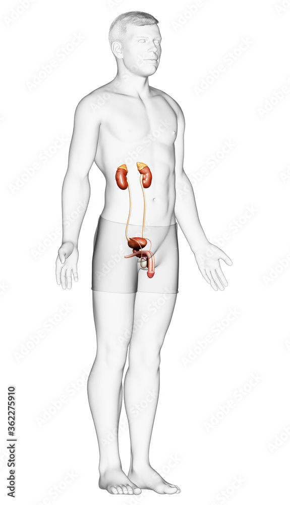3d rendered, medically accurate illustration of the kidneys