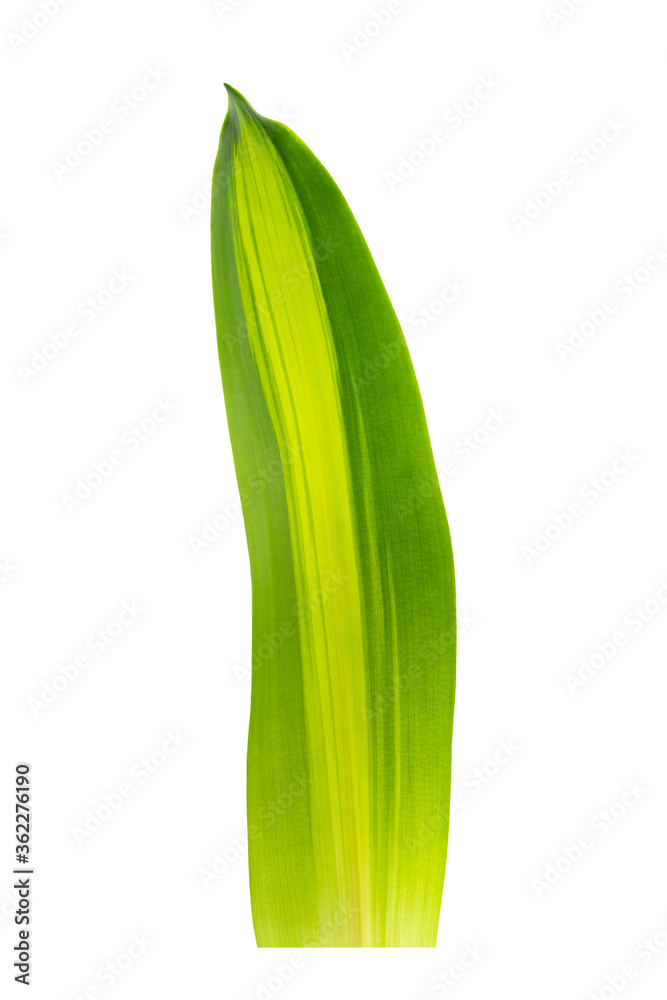Green leaf on white background. Dracaena fragrans (L.) Ker Gawl. Corn plant, Dracaena. Green leaf on white background. Dracaena fragrans (L.) Ker Gawl. Corn plant, Dracaena.