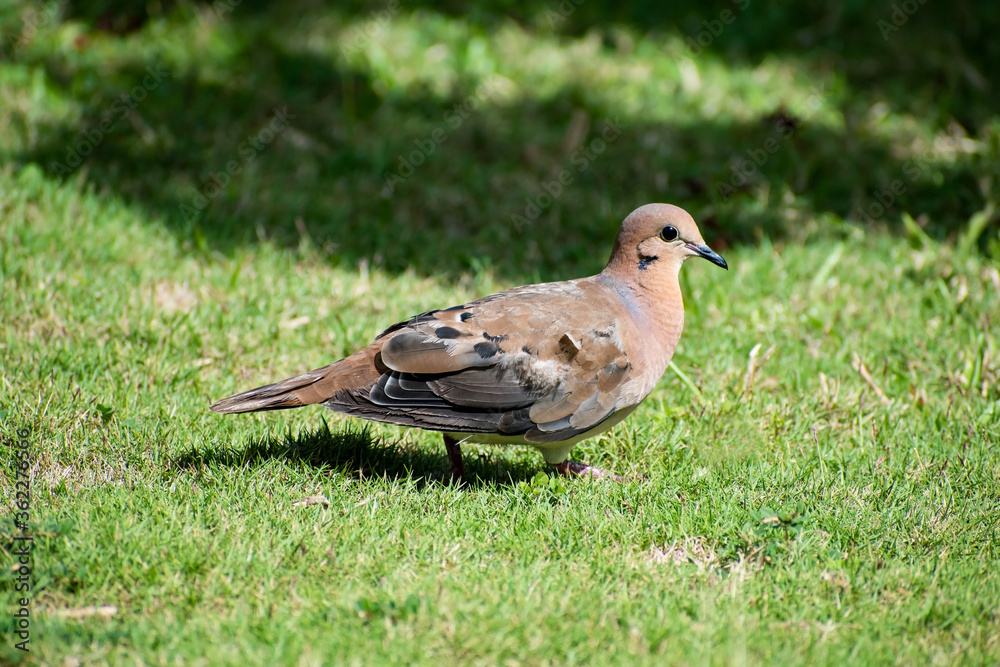 Side view of a single zenaida aurita dove with brown, black and white feathers, standing on green grass. Bird is a profile image showing beak, one eye, wing and tail. Side view of a single zenaida aurita dove with brown, black and white feathers, standing on green grass. Bird is a profile image showing beak, one eye, wing and tail.