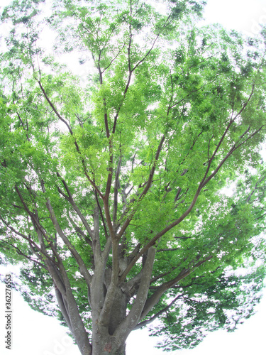 Fototapeta Naklejka Na Ścianę i Meble -  大樹の緑と木漏れ日