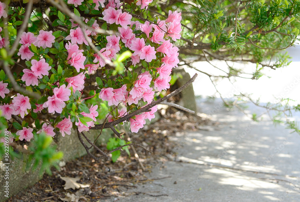 pink flowers in green bush with dappled shadow