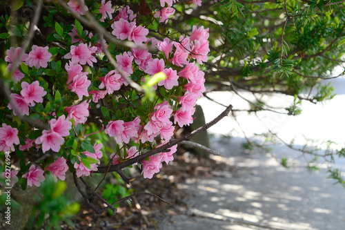 pink flowers in green bush with dappled shadow