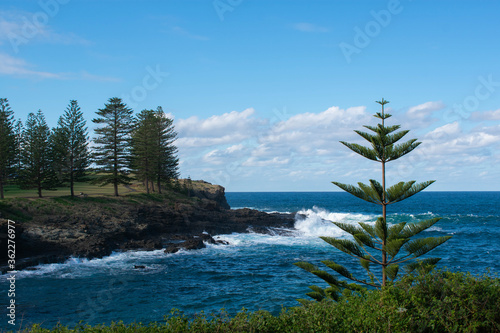 pine tree on the shore of the sea