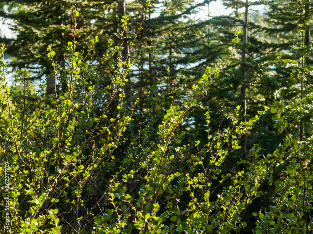 Fototapeta premium Beautiful green bush lit by the sun. Summer day