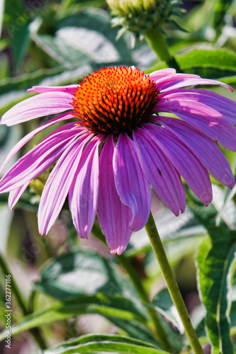 echinacea cone flower banner copy space