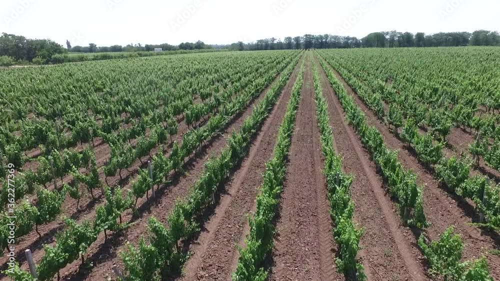 A summer vineyard shot (drone aerial view) A summer vineyard shot (drone aerial view)