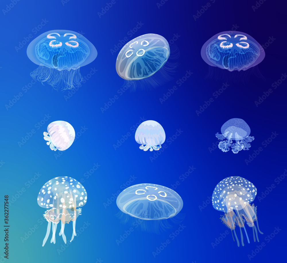 Cannonball Jellyfish