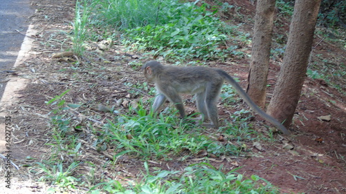 monkeys plying on tree