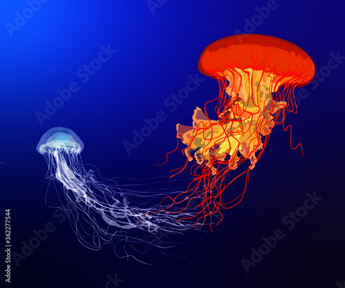 Jellyfish (Atlantic sea nettle, sea nettle)
