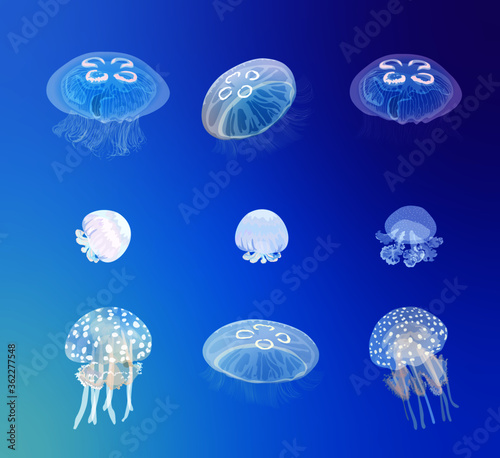 Jellyfish (moon jelly, Cannonball jellyfish, blue Jellyfish, Papuan jelly) photo