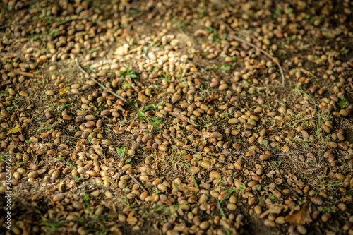 acorn on the ground in autumn