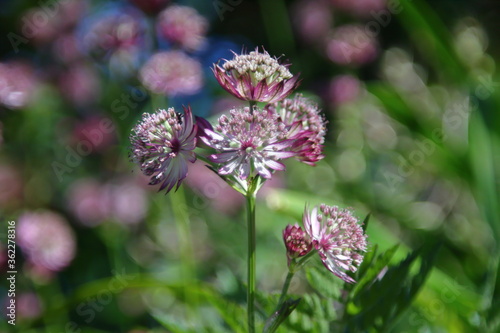 Great masterwort; Astrantia major; star of fire; flower