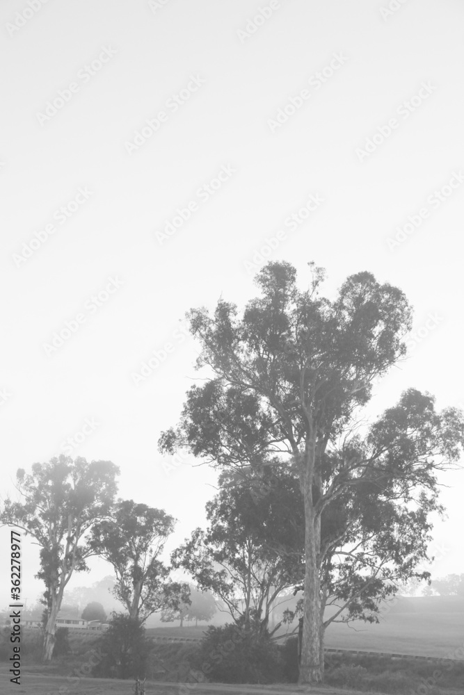 Fantastic views of the Gold Coast Hinterland at dawn with paddocks, trees and mist