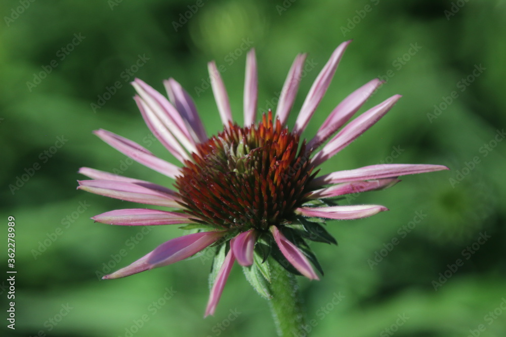 Echinacea purpurea or Rubinglow in daylight Echinacea purpurea or Rubinglow in daylight
