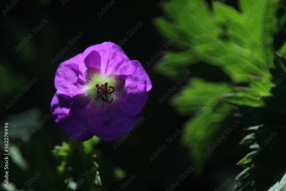 Fototapeta premium Purple Geranium flower
