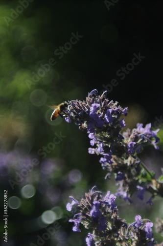 Bee hovering over a lavender