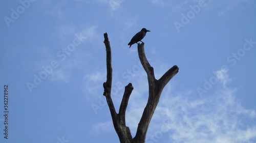 tree silhouette against blue sky © Lethish
