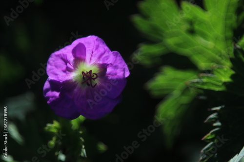 Purple Geranium flower