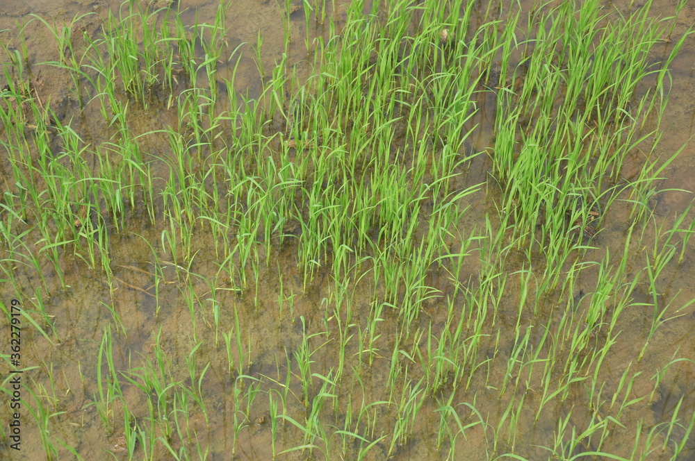 grass in the wind grass in the wind