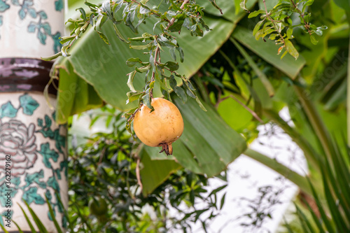 Pomegranate fruit on tree in a garden. photo